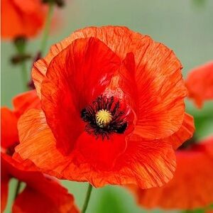 Meet your Posher, Rachelle